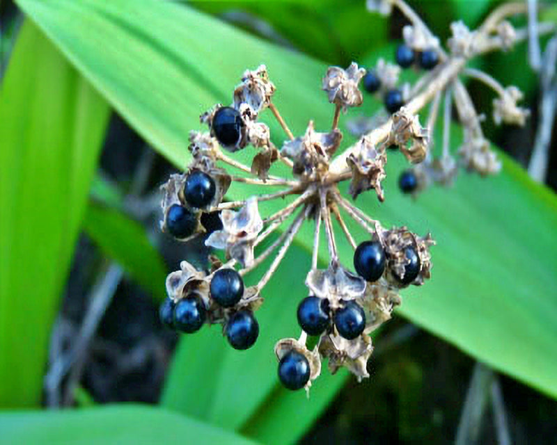 Ramps (Allium tricoccum), Wild Leeks Ramsons - BoxGardenSeedsLLC - Gourmet/Native Greens - Seeds - USA Seller, Thank you for shopping here today, Naturally Grown GMO Free Seeds, Heirloom Open Pollinated Seeds, Fresh Top Quality Premium Seeds
