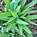 Ramps (Allium tricoccum), Wild Leeks Ramsons, Heirloom Garden Seeds - BoxGardenSeedsLLC -Gourmet/Native Greens - Seeds