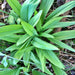 Ramps (Allium tricoccum), Wild Leeks Ramsons - BoxGardenSeedsLLC - Gourmet/Native Greens - Seeds - USA Seller, Thank you for shopping here today, Naturally Grown GMO Free Seeds, Heirloom Open Pollinated Seeds, Fresh Top Quality Premium Seeds