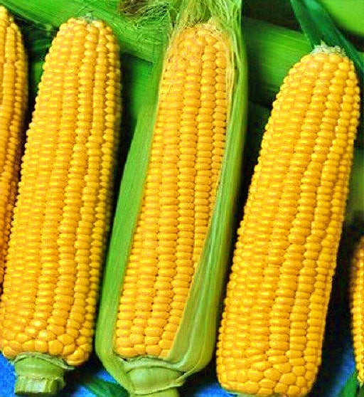 - BoxGardenSeedsLLC - Jubilee (F1)Hybrid, Sweet Corn, - Corn - Seeds