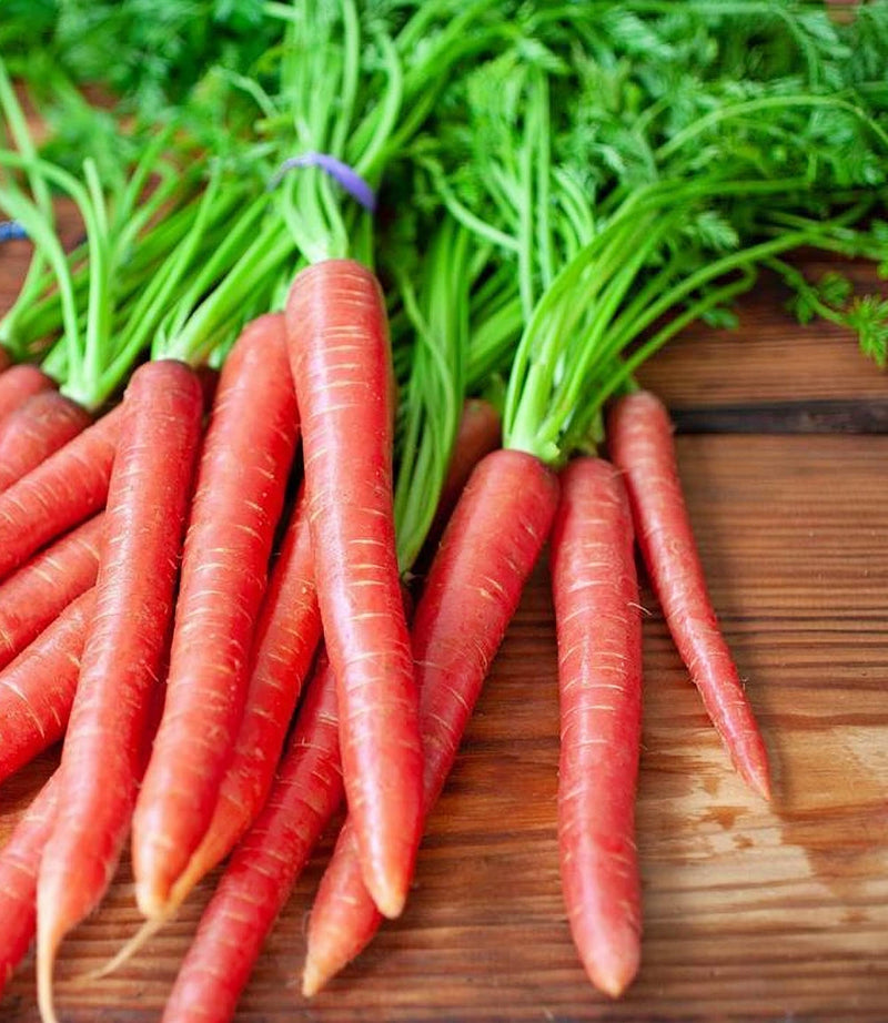 Brilliance, Carrot - BoxGardenSeedsLLC - Carrots - Seeds - USA Seller, Thank you for shopping here today, Naturally Grown GMO Free Seeds, Heirloom Open Pollinated Seeds, Fresh Top Quality Premium Seeds