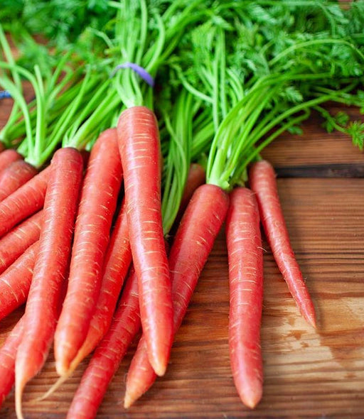 - BoxGardenSeedsLLC - Brilliance, Carrot, - Carrots - Seeds