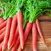 Brilliance, Carrot, - BoxGardenSeedsLLC -Carrots - Seeds