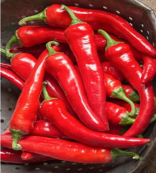 Cayenne Thick Chili, Hot Pepper, -- BoxGardenSeedsLLC -Peppers,Eggplants - Seeds