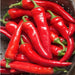 Cayenne Thick Chili, Hot Pepper, - BoxGardenSeedsLLC -Peppers,Eggplants - Seeds