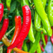 Cayenne Thick Chili, Hot Pepper, - BoxGardenSeedsLLC -Peppers,Eggplants - Seeds