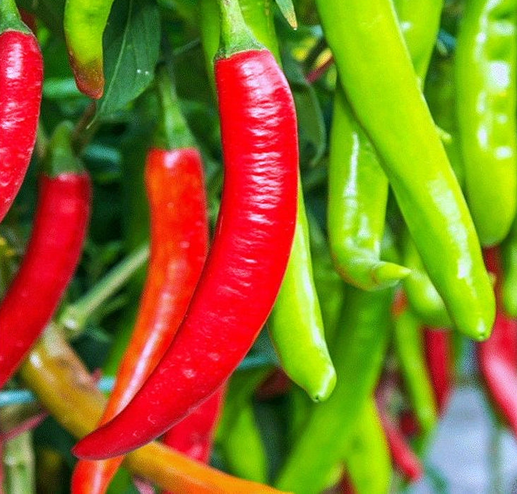 Cayenne Thick Chili, Hot Pepper, -- BoxGardenSeedsLLC -Peppers,Eggplants - Seeds