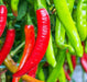 Cayenne Thick Chili, Hot Pepper, -- BoxGardenSeedsLLC -Peppers,Eggplants - Seeds