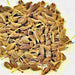 Garden Angelica, Culinary & Medicinal Herb, - BoxGardenSeedsLLC -Culinary/Medicinal Herbs - Seeds