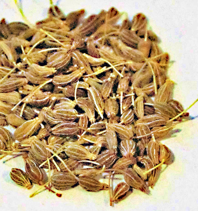 Anise (Pimpinella Anisum), Culinary & Medicinal Herb, - BoxGardenSeedsLLC -Culinary/Medicinal Herbs - Seeds