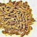 Anise (Pimpinella Anisum), Culinary & Medicinal Herb, - BoxGardenSeedsLLC -Culinary/Medicinal Herbs - Seeds