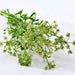 Anise (Pimpinella Anisum), Culinary & Medicinal Herb, - BoxGardenSeedsLLC -Culinary/Medicinal Herbs - Seeds