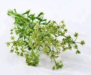 Anise (Pimpinella Anisum), Culinary & Medicinal Herb - BoxGardenSeedsLLC - Culinary/Medicinal Herbs - Seeds - Thank you for shopping here today, Naturally Grown GMO Free Seeds, Heirloom Open Pollinated Seeds, Fresh Top Quality Premium Seeds, USA Seller