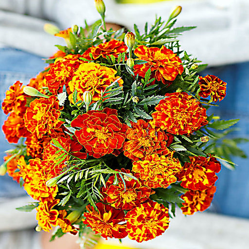 French Marigold, Sparky Mix, - BoxGardenSeedsLLC -Gourmet/Native Greens - Seeds