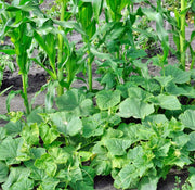 Three Sisters Garden, Seed Collection - BoxGardenSeedsLLC - Corn - Seeds - USA Seller, Thank you for shopping here today, Naturally Grown GMO Free Seeds, Heirloom Open Pollinated Seeds, Fresh Top Quality Premium Seeds