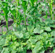 Three Sisters Garden, Seed Collection, -- BoxGardenSeedsLLC -Corn - Seeds