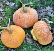 Three Sisters Garden, Seed Collection - BoxGardenSeedsLLC - Corn - Seeds - USA Seller, Thank you for shopping here today, Naturally Grown GMO Free Seeds, Heirloom Open Pollinated Seeds, Fresh Top Quality Premium Seeds