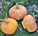 Three Sisters Garden, Seed Collection, -- BoxGardenSeedsLLC -Corn - Seeds