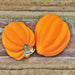 Table Gold Acorn, Winter Squash, - BoxGardenSeedsLLC -Squash,Pumpkins - Seeds