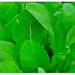 Japanese Komatsuna, Mustard, - BoxGardenSeedsLLC -Gourmet/Native Greens - Seeds