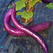 Japanese Pickling, Eggplant, - BoxGardenSeedsLLC -Peppers,Eggplants - Seeds