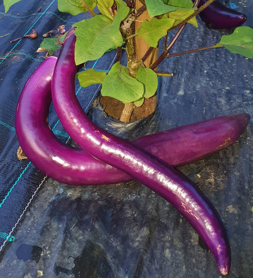 Japanese Pickling, Eggplant, -- BoxGardenSeedsLLC -Peppers,Eggplants - Seeds