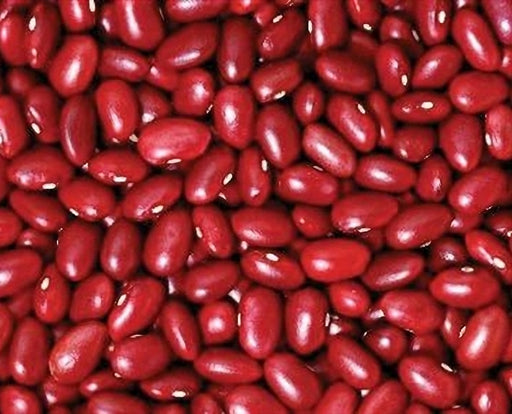 - BoxGardenSeedsLLC - Small Red Chili, Dry Bush Bean, - Beans / Dry Beans - Seeds