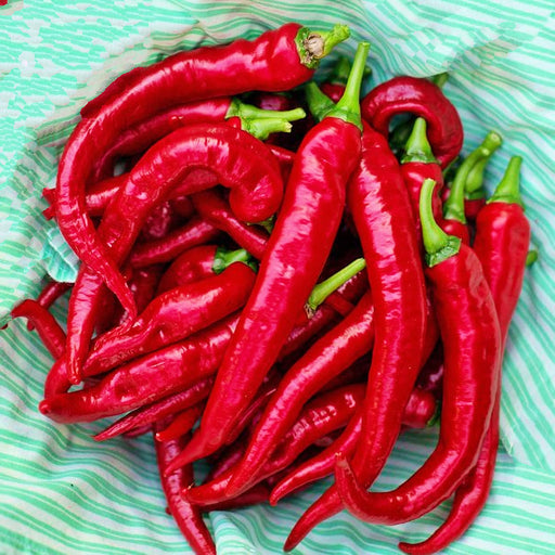- BoxGardenSeedsLLC - Cayenne Thick Chili Hot Pepper - Peppers,Eggplants - Seeds