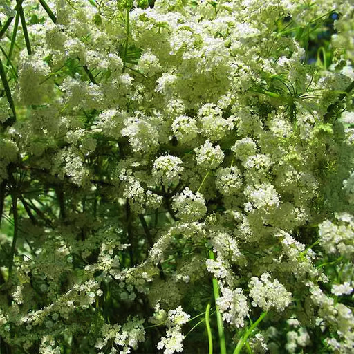 Anise (Pimpinella Anisum), Culinary & Medicinal Herb, -- BoxGardenSeedsLLC -Culinary/Medicinal Herbs - Seeds