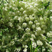 Anise (Pimpinella Anisum), Culinary & Medicinal Herb, -- BoxGardenSeedsLLC -Culinary/Medicinal Herbs - Seeds