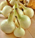 Southport White Globe, Onion, -- BoxGardenSeedsLLC -Onions,Leeks - Seeds