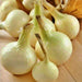 Southport White Globe, Onion, - BoxGardenSeedsLLC -Onions,Leeks - Seeds