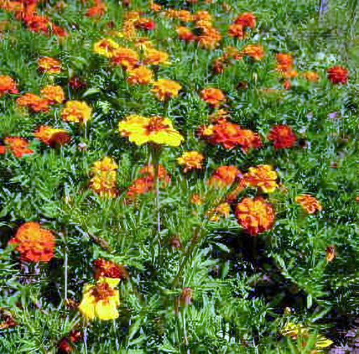 French Marigold, Sparky Mix, - BoxGardenSeedsLLC -Gourmet/Native Greens - Seeds