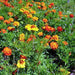 French Marigold, Sparky Mix, - BoxGardenSeedsLLC -Gourmet/Native Greens - Seeds