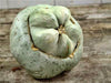 Three Sisters Garden, Seed Collection, -- BoxGardenSeedsLLC -Corn - Seeds