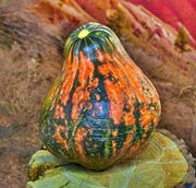 Three Sisters Garden, Seed Collection - BoxGardenSeedsLLC - Corn - Seeds - USA Seller, Thank you for shopping here today, Naturally Grown GMO Free Seeds, Heirloom Open Pollinated Seeds, Fresh Top Quality Premium Seeds