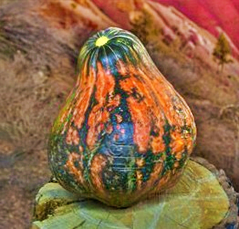 Three Sisters Garden, Seed Collection - BoxGardenSeedsLLC - Corn - Seeds - USA Seller, Thank you for shopping here today, Naturally Grown GMO Free Seeds, Heirloom Open Pollinated Seeds, Fresh Top Quality Premium Seeds