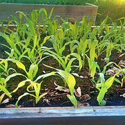 Three Sisters Garden, Seed Collection - BoxGardenSeedsLLC - Corn - Seeds - USA Seller, Thank you for shopping here today, Naturally Grown GMO Free Seeds, Heirloom Open Pollinated Seeds, Fresh Top Quality Premium Seeds