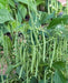 Three Sisters Garden, Seed Collection, -- BoxGardenSeedsLLC -Corn - Seeds