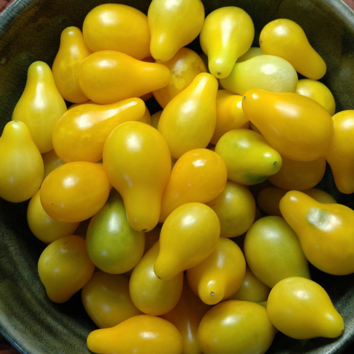 Yellow Pear, Tomato, -- BoxGardenSeedsLLC -Abundant Stock SALE - Seeds