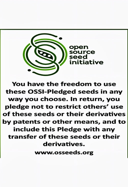 - BoxGardenSeedsLLC - New Moma Super Sweet Corn Heirloom Seeds OSSI-pledged Seeds Open Pollinated Non-GMO - Corn - Seeds