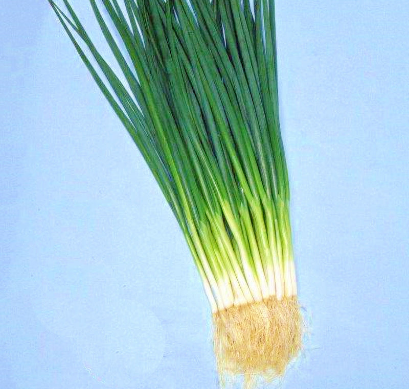 Kyoto Kujo Negi, Bunching Onion - BoxGardenSeedsLLC - Onions,Leeks - Seeds - USA Seller, Thank you for shopping here today, Naturally Grown GMO Free Seeds, Heirloom Open Pollinated Seeds, Fresh Top Quality Premium Seeds