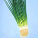 Kyoto Kujo Negi, Bunching Onion, - BoxGardenSeedsLLC -Onions,Leeks - Seeds