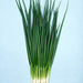 Kyoto Kujo Negi, Bunching Onion, - BoxGardenSeedsLLC -Onions,Leeks - Seeds