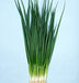 Kyoto Kujo Negi, Bunching Onion, -- BoxGardenSeedsLLC -Onions,Leeks - Seeds