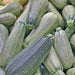 Grey Zucchini, Summer Squash, - BoxGardenSeedsLLC -Squash,Pumpkins - Seeds