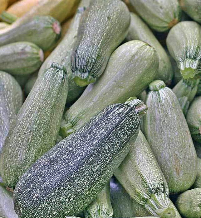 Grey Zucchini, Summer Squash, - BoxGardenSeedsLLC -Squash,Pumpkins - Seeds