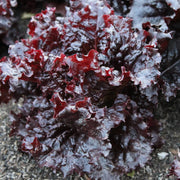 Maricella, Lettuce - BoxGardenSeedsLLC - Lettuce - Seeds - USA Seller, Thank you for shopping here today, Naturally Grown GMO Free Seeds, Heirloom Open Pollinated Seeds, Fresh Top Quality Premium Seeds