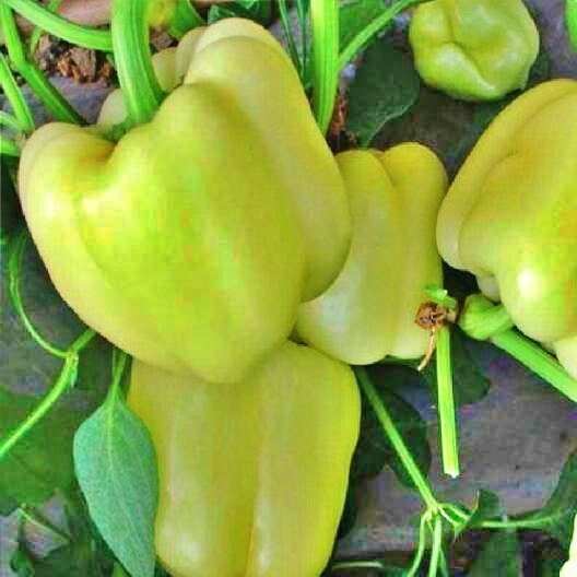 White Bell, Sweet Bell Pepper, - BoxGardenSeedsLLC -Peppers,Eggplants - Seeds