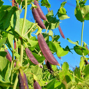 Purple Magnolia, Snap Peas - BoxGardenSeedsLLC - Peas - Seeds - USA Seller, Thank you for shopping here today, Naturally Grown GMO Free Seeds, Heirloom Open Pollinated Seeds, Fresh Top Quality Premium Seeds